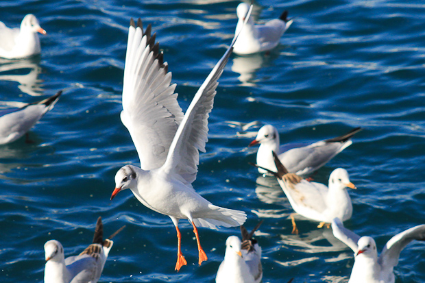 Galebovi u Jazinama, Foto: Leo Banić