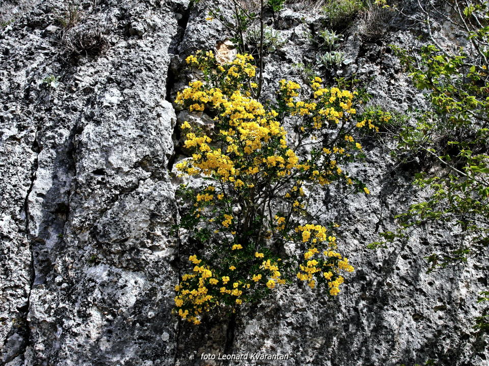 Pješačka staza Obrovac – Jankovića buk