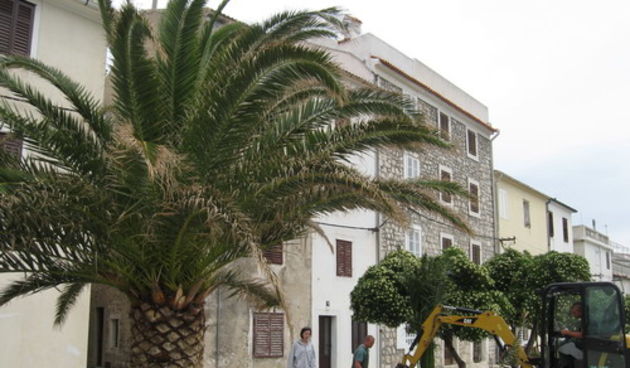 Sadnja palmi u Pagu 2 (Foto: J. Portada)