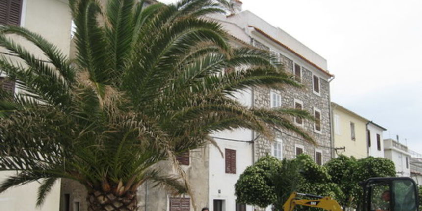 Sadnja palmi u Pagu 2 (Foto: J. Portada) Sadnja palmi u Pagu 2 (Foto: J. Portada)