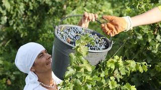 Drniš: Berba grožđa sa više od milijun čokota vinove loze, Photo: Duško Jaramaz/PIXSELL