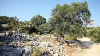 Lun: u posjeti tisućljetnom masliniku, Foto: Luka Stanzl/PIXSELL Lun: u posjeti tisućljetnom masliniku, Foto: Luka Stanzl/PIXSELL