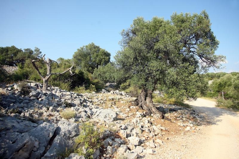 Lun: u posjeti tisućljetnom masliniku, Foto: Luka Stanzl/PIXSELL Lun: u posjeti tisućljetnom masliniku, Foto: Luka Stanzl/PIXSELL