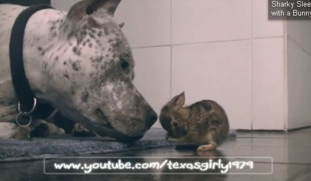 Pit bull se zaljubio u uskršnjeg zeku, screenshot