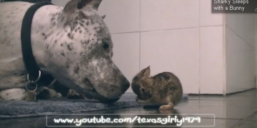 Pit bull se zaljubio u uskršnjeg zeku, screenshot Pit bull se zaljubio u uskršnjeg zeku, screenshot