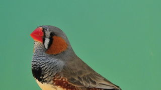 Pobjednici 33. Ornitoloskog prvenstva Hrvatske, Foto: Ivan Dilber Pobjednici 33. Ornitoloskog prvenstva Hrvatske, Foto: Ivan Dilber