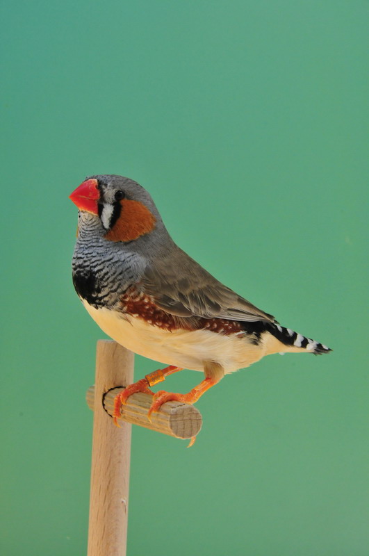 Pobjednici 33. Ornitoloskog prvenstva Hrvatske, Foto: Ivan Dilber Pobjednici 33. Ornitoloskog prvenstva Hrvatske, Foto: Ivan Dilber