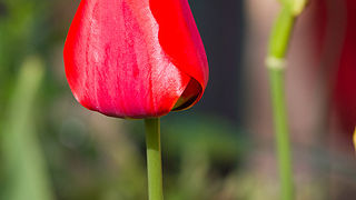 Priroda, cvijece, livada, sparoge, foto: Leo Banic