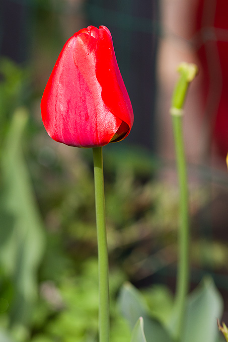 Priroda, cvijece, livada, sparoge, foto: Leo Banic