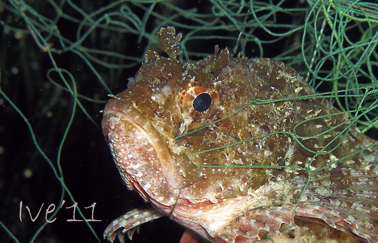 Čudesno zadarsko podmorje: U trapuli, Foto: Ive Šoša Čudesno zadarsko podmorje: U trapuli, Foto: Ive Šoša