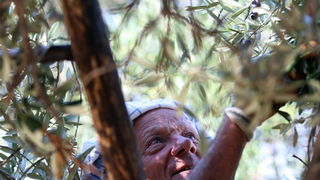 Pag, Lun, 221012.
Berba maslina u lunskom masliniku koji se nalazi kod mjesta Lun na otoku Pagu. Omedjen je suhozidima, prostire se na 400 hektara i sadrzi oko 80.000 stabala maslina. Najveci je maslinik u Hrvatskoj. U Lunskom masliniku rastu brojne jedin Pag, Lun, 221012.
Berba maslina u lunskom masliniku koji se nalazi kod mjesta Lun na otoku Pagu. Omedjen je suhozidima, prostire se na 400 hektara i sadrzi oko 80.000 stabala maslina. Najveci je maslinik u Hrvatskoj. U Lunskom masliniku rastu brojne jedin