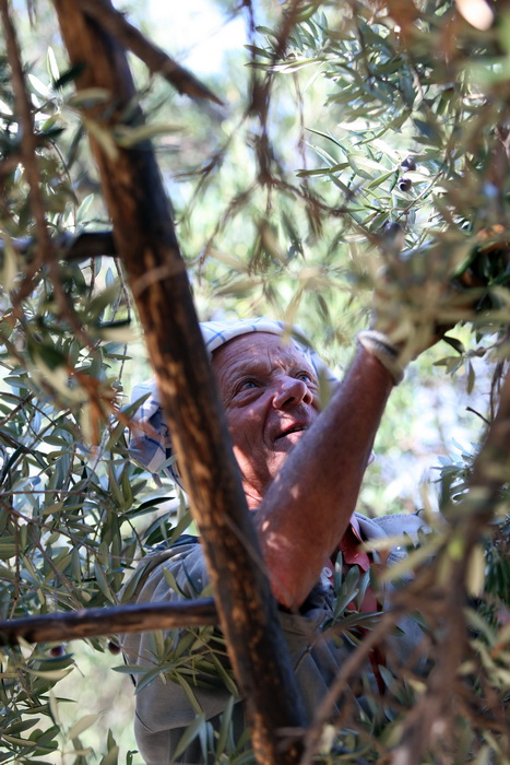 Pag, Lun, 221012.
Berba maslina u lunskom masliniku koji se nalazi kod mjesta Lun na otoku Pagu. Omedjen je suhozidima, prostire se na 400 hektara i sadrzi oko 80.000 stabala maslina. Najveci je maslinik u Hrvatskoj. U Lunskom masliniku rastu brojne jedin Pag, Lun, 221012.
Berba maslina u lunskom masliniku koji se nalazi kod mjesta Lun na otoku Pagu. Omedjen je suhozidima, prostire se na 400 hektara i sadrzi oko 80.000 stabala maslina. Najveci je maslinik u Hrvatskoj. U Lunskom masliniku rastu brojne jedin