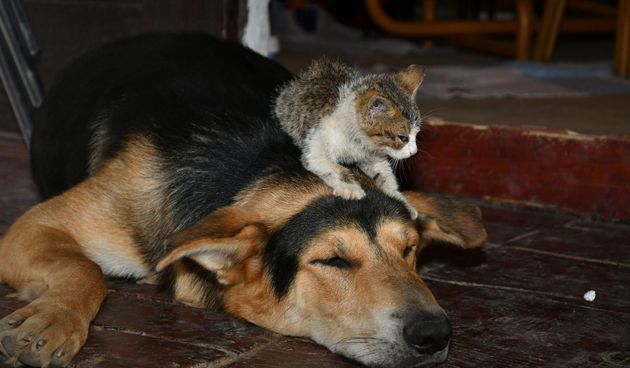 Pas Lesi ne odvaja se od mačića kojeg je spasio s deponija