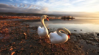 Prekrasni labuđi par u blizini crkvice Sv. Duha, Foto: Roberto Lerga Prekrasni labuđi par u blizini crkvice Sv. Duha, Foto: Roberto Lerga