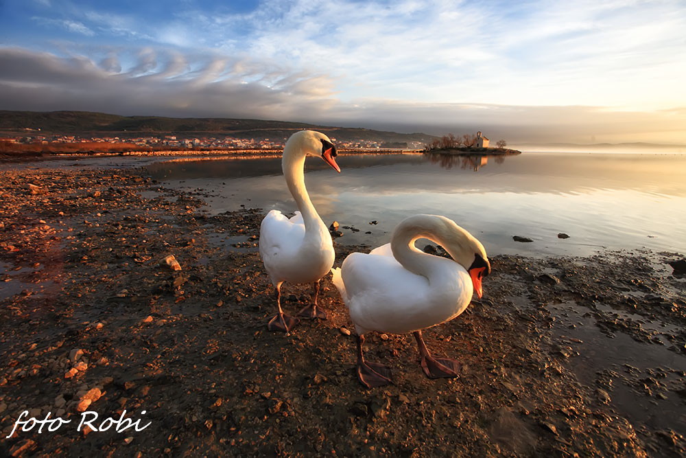 Prekrasni labuđi par u blizini crkvice Sv. Duha, Foto: Roberto Lerga Prekrasni labuđi par u blizini crkvice Sv. Duha, Foto: Roberto Lerga