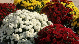 Gradska trznica uoci dana mrtvih, Foto: Mia Knezevic