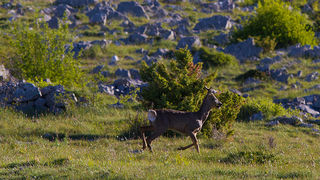 Velebitski divlji konji, Foto: Leo Banić