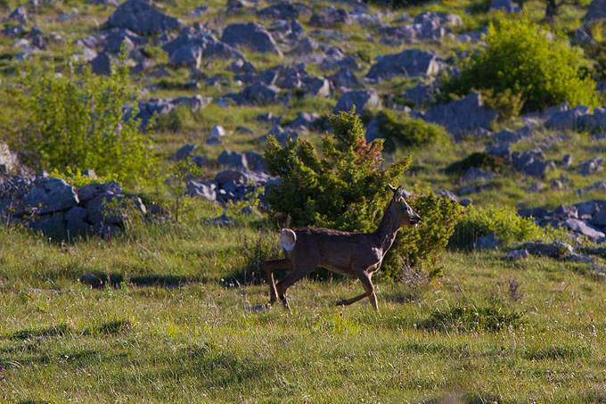 Velebitski divlji konji, Foto: Leo Banić