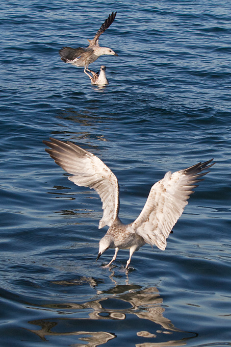Jutarnja svađa galebova, foto: Leo Banić