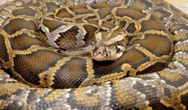 Udav, zmija (Foto: advance.hr)