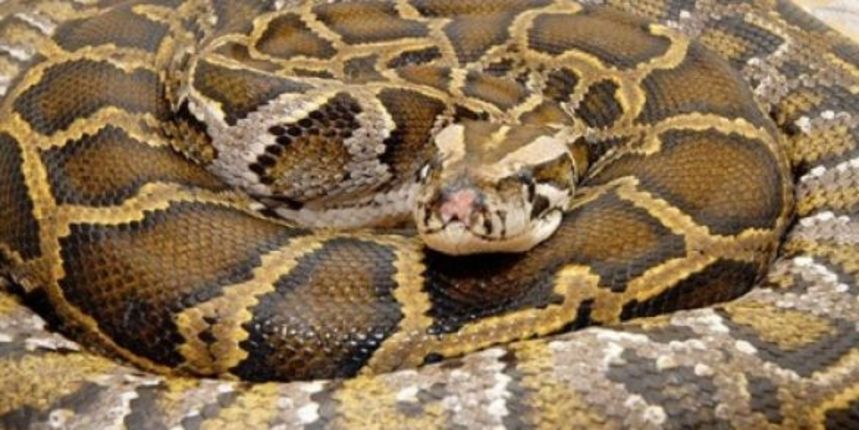 Udav, zmija (Foto: advance.hr)