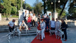 Red Carpet Dalmatian Walk @Trg pet bunara Red Carpet Dalmatian Walk @Trg pet bunara