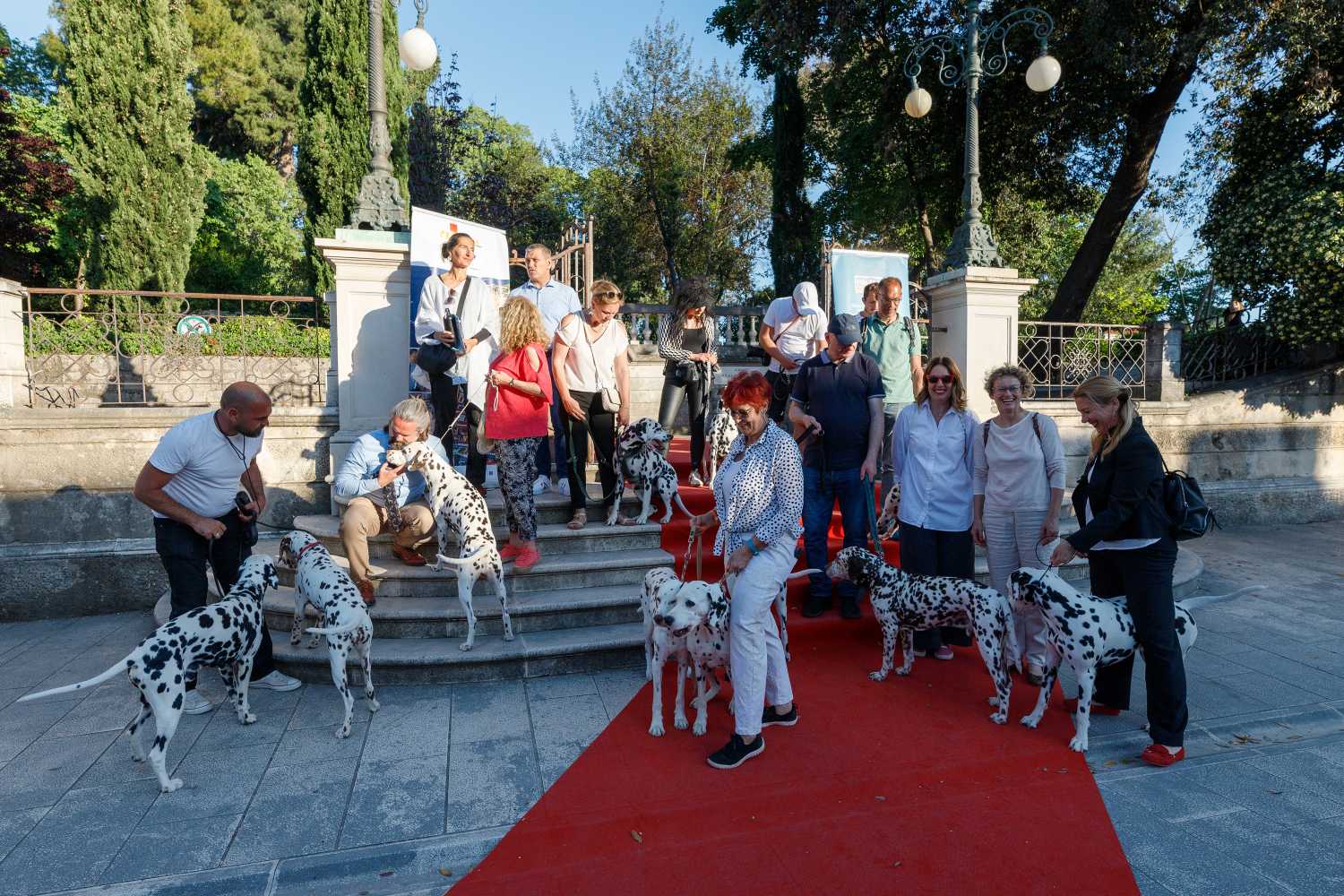 Red Carpet Dalmatian Walk @Trg pet bunara Red Carpet Dalmatian Walk @Trg pet bunara