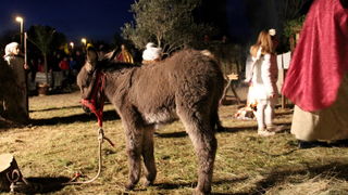 U Diklu kod bunara upriličene žive jaslice U Diklu kod bunara upriličene žive jaslice