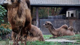 U Zoološki vrt Grada Zagreba stigla je mlada dvogrba deva Zsofia