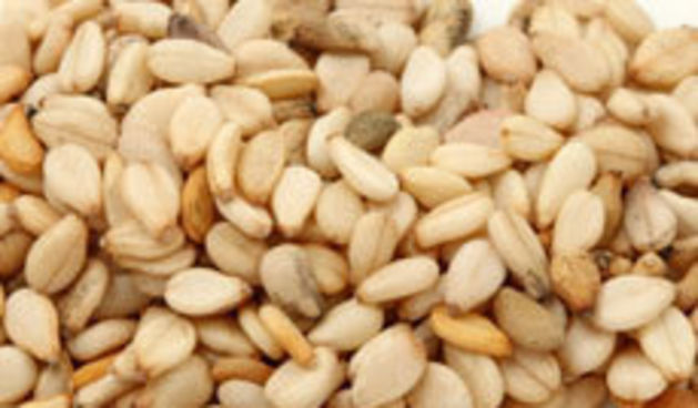 Sezam, foto: plivazdravlje.hr