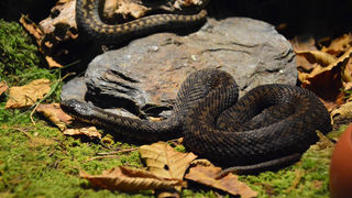 Otvorenje izložbe “Zmije – opasna ljepota”, foto: Iva Perinčić Otvorenje izložbe “Zmije – opasna ljepota”, foto: Iva Perinčić