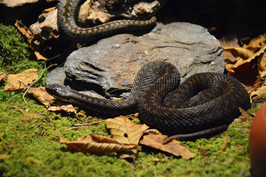 Otvorenje izložbe “Zmije – opasna ljepota”, foto: Iva Perinčić Otvorenje izložbe “Zmije – opasna ljepota”, foto: Iva Perinčić