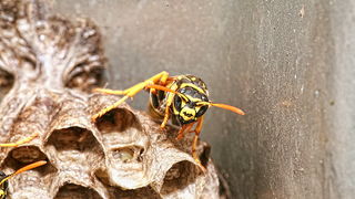 Bibinjski sinac, Foto: Leo Banic Bibinjski sinac, Foto: Leo Banic