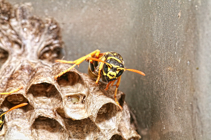 Bibinjski sinac, Foto: Leo Banic Bibinjski sinac, Foto: Leo Banic
