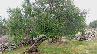 Image 1191203 (auto)