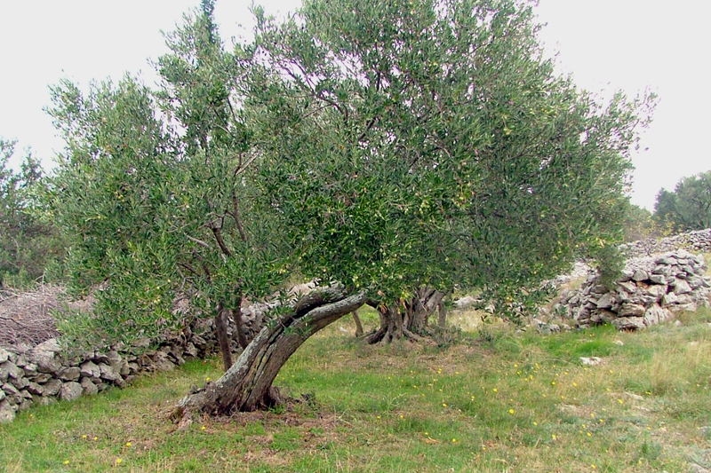 Image 1191203 (auto)