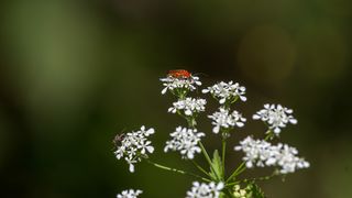 Simpatična galerija koja prikazuje životinjsku farmu na najvišem južnom vrhu Velebita – Crnopcu Simpatična galerija koja prikazuje životinjsku farmu na najvišem južnom vrhu Velebita – Crnopcu