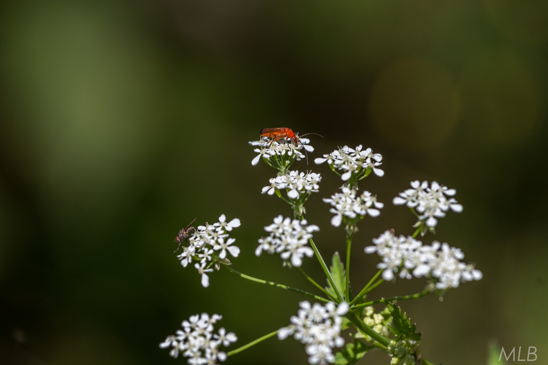 Simpatična galerija koja prikazuje životinjsku farmu na najvišem južnom vrhu Velebita – Crnopcu Simpatična galerija koja prikazuje životinjsku farmu na najvišem južnom vrhu Velebita – Crnopcu