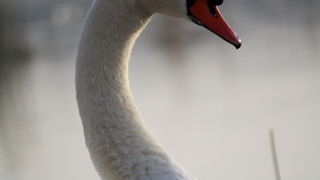 Đir uz Vransko jezero, Foto: Iva Perinić Đir uz Vransko jezero, Foto: Iva Perinić