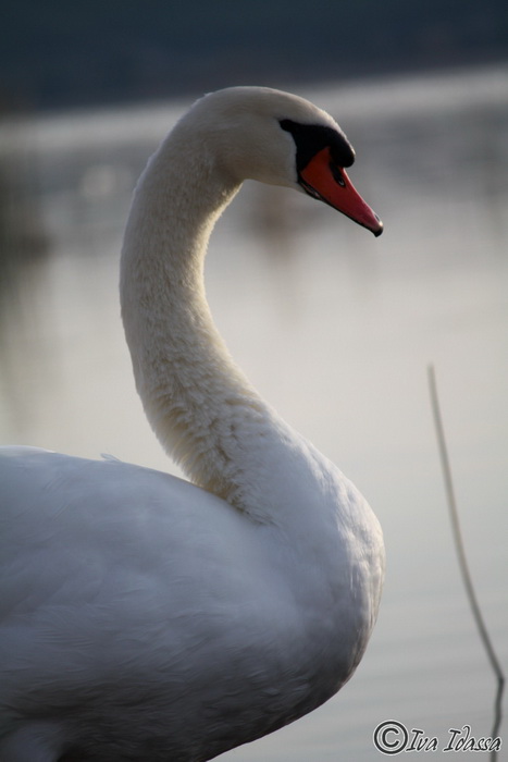 Đir uz Vransko jezero, Foto: Iva Perinić Đir uz Vransko jezero, Foto: Iva Perinić