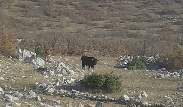 Bik na Libinjama, foto: Ivan Malik