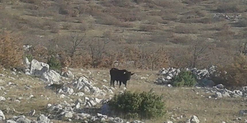 Bik na Libinjama, foto: Ivan Malik