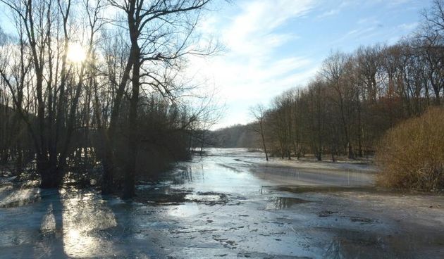 Zaledjena suma u zimskom razdoblju