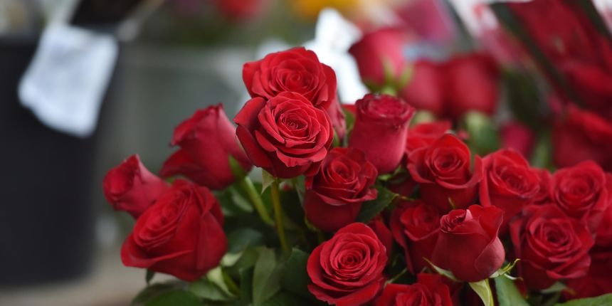 Valentinovo u Šibeniku Valentinovo u Šibeniku