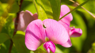 Cvijeće, bube, pauk, foto: Leo Banić