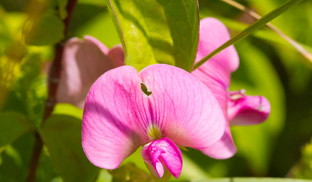 Cvijeće, bube, pauk, foto: Leo Banić