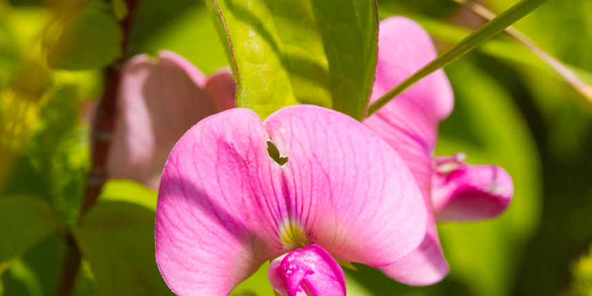 Cvijeće, bube, pauk, foto: Leo Banić