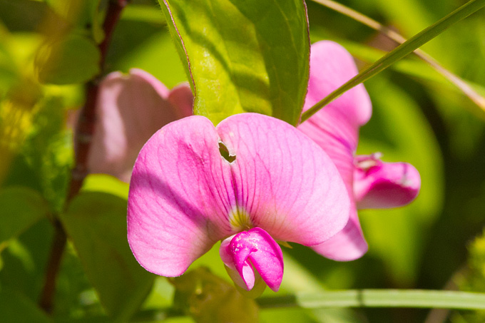 Cvijeće, bube, pauk, foto: Leo Banić