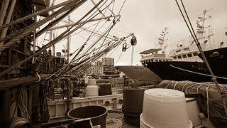 Ribarice u zadarskoj luci, Foto: Leo Banić