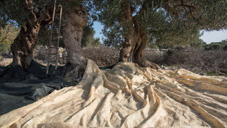 Berba maslina u Lunu, foto: V. Pesic